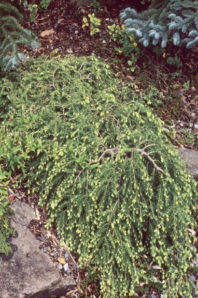 Тсуга канадская Колс Прострейт с низким ростом.